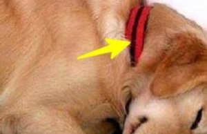 The dog keeps coming to a womans house and just slept and one day this note was attached to his collar