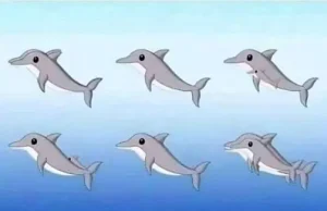 How many dolphins can you spot in the picture?