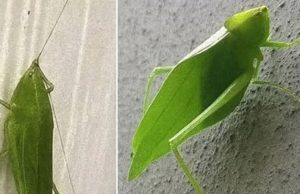 Hearing Grasshoppers at Night? Possible Explanations from Biology and Folklore