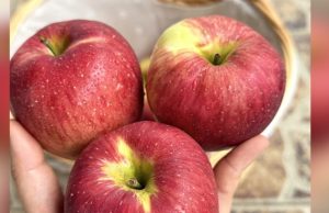 Doctors Reveals That Eating Apples Causes