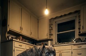 They warned me I couldn’t handle him. But in a life-or-death moment, my “unadoptable” dog proved everyone wrong by keeping me from freezing to de.ath.